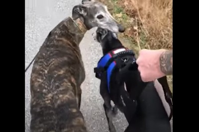 Właściciele tego psa nie poddali się nawet, gdy dostał udaru