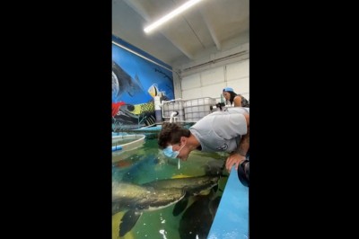 Chciał nakarmić ryby, a został znokautowany