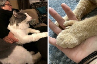 18 kotów, które nawet nie zdają sobie sprawy jakimi są olbrzymami