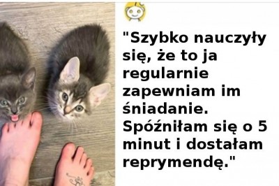 18 zwierzaków, które udowodniły, że gdyby potrafiły mówić, mogłyby uchodzić za ludzi