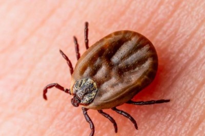 Kleszcze uciekają od tego zapachu. Dzięki niemu, będą Cię unikać