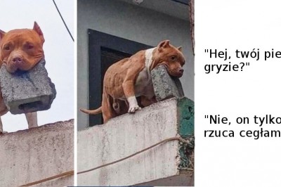 18 zdjęć pokazujących, że życie ze zwierzakami nigdy nie jest nudne