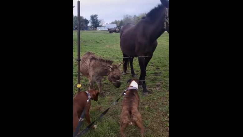 Agresywny pies kontra pastuch. Nawet osioł miał z niego bekę