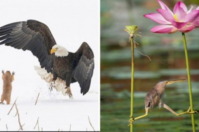 11 najlepszych zdjęć z  konkursu na najzabawniejsze fotografie dzikich zwierząt