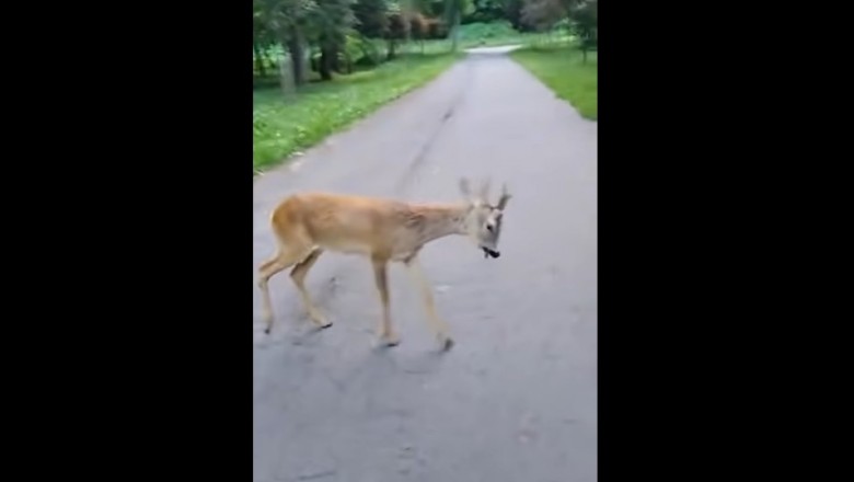 Sarenka atakuje Sebixów. Mieli pełne gacie, gdy uciekali