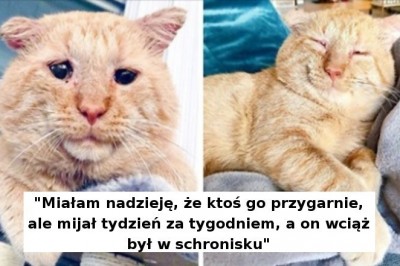 Przygarnęła najsmutniejszego kota na świecie. Po roku jest on nie do poznania