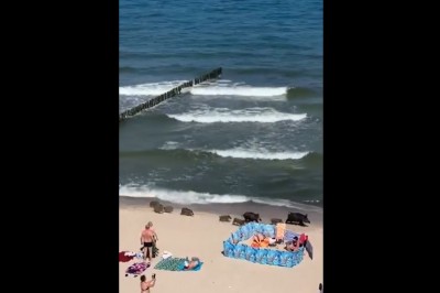 Dziki pomiędzy turystami nad polskim morzem