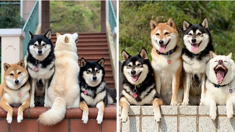 Ten Shiba Inu z premedytacją potrafi zepsuć każdą grupową fotografie