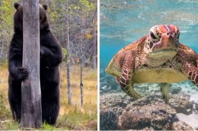 Najzabawniejsze zdjęcia dzikich zwierząt w naturze wykonane przez profesjonalistów