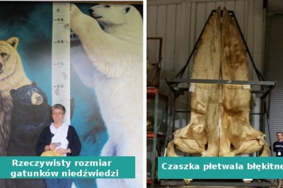 15 zdjęć, które sprawią, że poczujesz się niczym mała mrówka