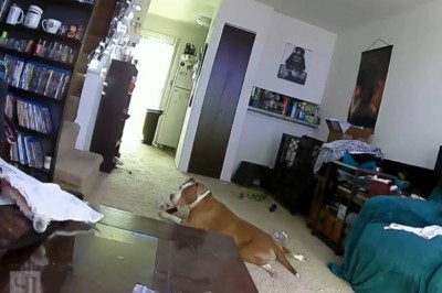 Pies przegryzł baterię i prawie spalił dom. Nagranie z monitoringu