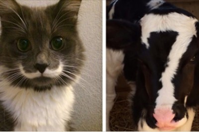 Unikatowo umaszczone zwierzaki, które udowadniają, że natura ma poczucie humoru