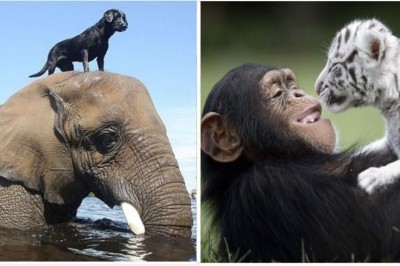 16 zdjęć pokazujących, że prawdziwa przyjaźń jest ponad  gatunkami