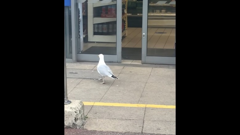 Sprytna mewa wpada sobie na darmowy poczęstunek do sklepu