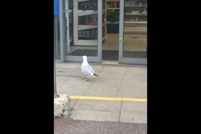 Sprytna mewa wpada sobie na darmowy poczęstunek do sklepu