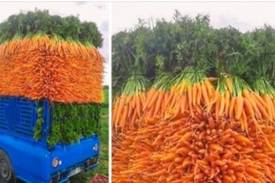 20 niezwykle satysfakcjonujących fotografii. Zadowolą wszystkich perfekcjonistów 