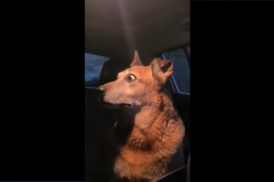 Bezcenna reakcja psa na kłótnie sąsiadów. Jego mina rozwala 