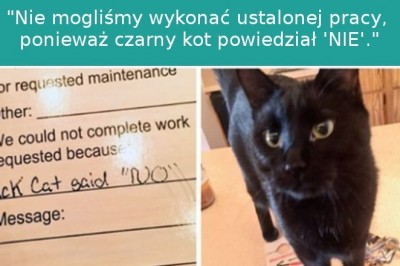 17 zabawnych zdjęć pokazujących, że koty to czasem złośliwe stworzenia