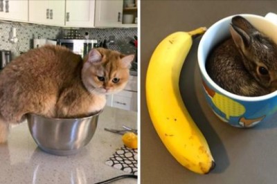 15 zwierzaków, które pokazują, że żadne miejsce nie jest za małe na odpoczynek