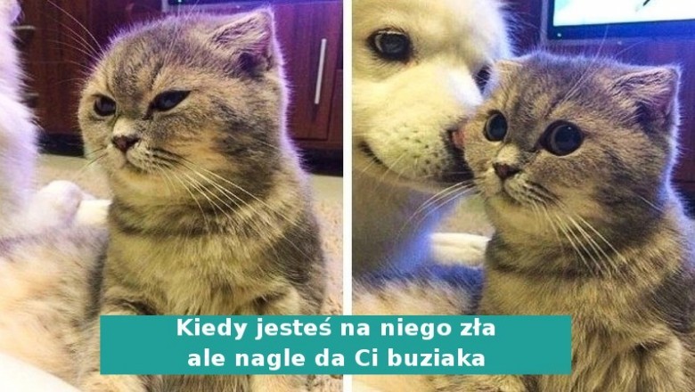 Emocje zwierzaków z tej galerii są widoczne jak na dłoni. Ich mimika jest niemal ludzka