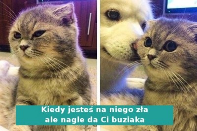 Emocje zwierzaków z tej galerii są widoczne jak na dłoni. Ich mimika jest niemal ludzka