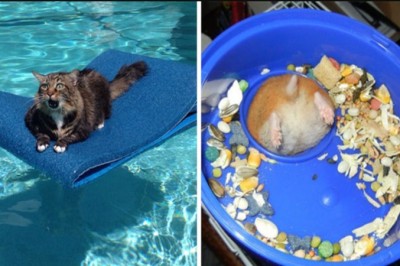 18 zabawnych zwierząt, które utknęły i potrzebowały pomocy