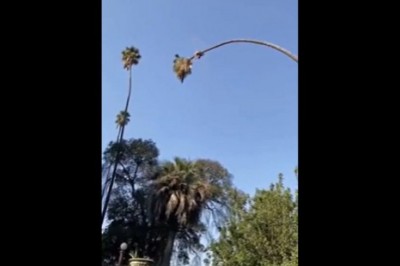 Zafundował sobie niezłe atrakcje. Ciekawy dzień w pracy drwala