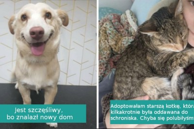 18 uroczych zwierząt, które znalazły nowy dom i kochających właścicieli