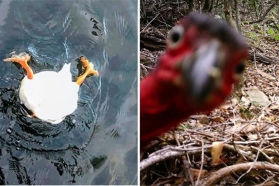 18 bardzo nietypowych zdjęć dzikiej przyrody, które dostarczyły nam sporo śmiechu