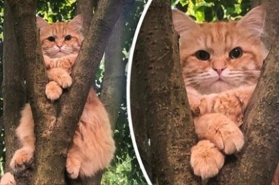 15 zdjęć kotów, które udowadniają, że nigdy nie zrozumiemy ich do końca