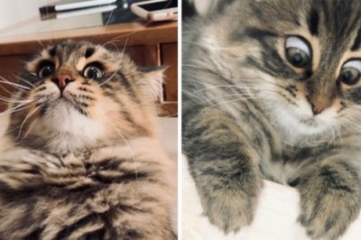 Mimika tego kota jest lepsza niż niejednego aktora Hollywood. 