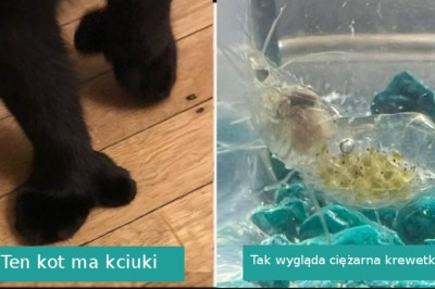 15 niezwykłych rzeczy, które wprawią was w osłupienie