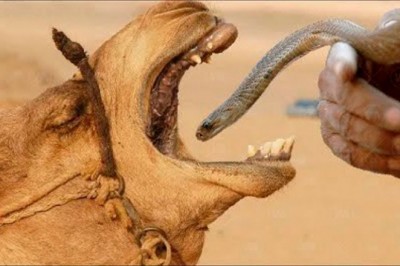 Codzienna porcja ciekawych i zabawnych filmików #395