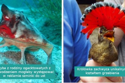 14 zwierząt na tyle rzadkich, że ciężko uwierzyć w ich istnienie. Prawdziwe cuda natury