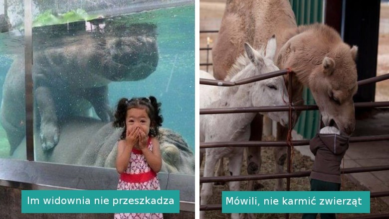 Ta galeria udowadnia, że wycieczka do zoo może przejść najśmielsze oczekiwania