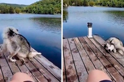 16 psów zachowujących się wyjątkowo dziwnie. Wymagają zresetowania 