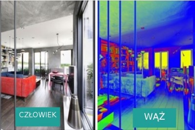 Zobacz jak domowe zwierzęta widzą otaczający je świat. Zupełnie inne kolory