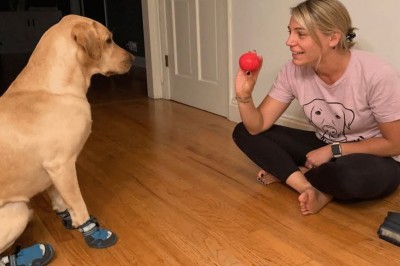 Niesamowity pies, który potrafi wyczuć niski poziom cukru we krwi 