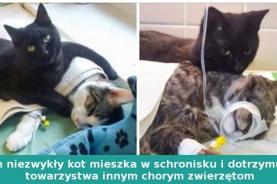 18 empatycznych zwierzaków, które zawsze pomogą w potrzebie