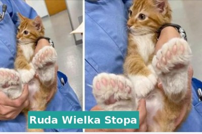 17 zwierząt obdarzonych wyjątkowymi cechami co czyni je unikatami