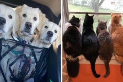 18 wyjątkowych przyjaźni między zwierzakami