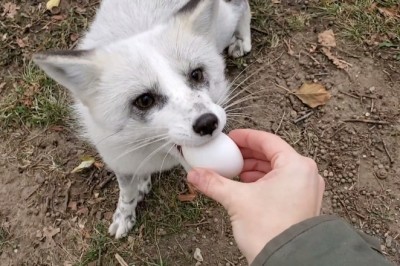 Codzienna porcja ciekawych i zabawnych filmików #421