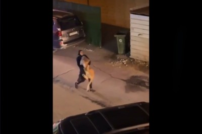 Kiedy niedowidzisz i zamiast zgarnąć z ulicy kota łapiesz lwa