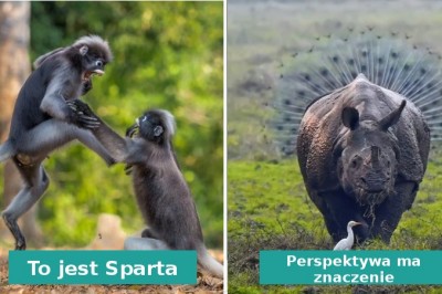 Zdjęcia dzikich zwierząt przyłapanych na zabawnych sytuacjach