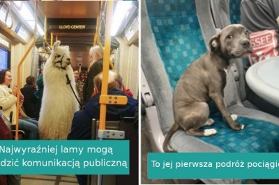 Te zwierzaki potrafią zachować się podczas podróży lepiej niż wielu ludzi