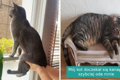 16 rozpieszczonych kotów, które całkiem podporządkowały swoich właścicieli