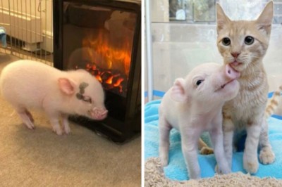 18 zdjęć pokazujących, że świnki to bardzo kochane i towarzyskie zwierzęta