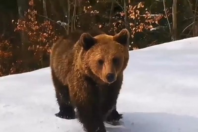 Codzienna porcja ciekawych i zabawnych filmików #442