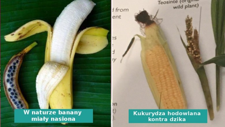 10 popularnych warzyw i owoców, które kiedyś  wyglądały  zupełnie inaczej
