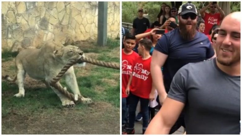 Trzech wrestlerów kontra lwica. Nietypowe zawody w przeciąganiu liny